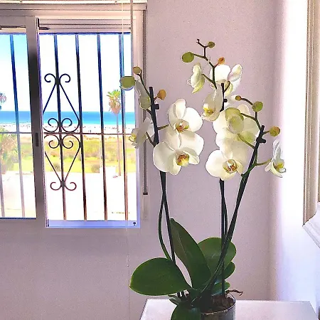 Frente Al Mar 1ª Linea De Playa Conil de la Frontera